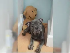 Französische Bulldogge Welpen!!