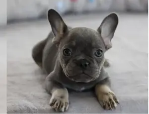 Schönee Französisch BulldoggWelpen !!