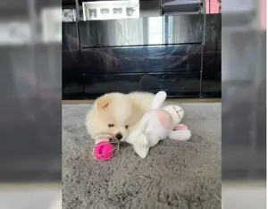 Zwergspitz Pomeranian Welpen !! Bild 3