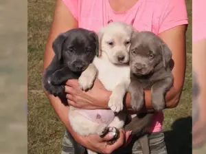 Traumhafteee Labrador Retriever welpen!!