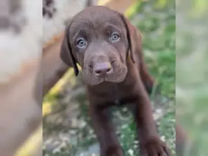 reinrassiger Labradorwelpen mit Papieren 