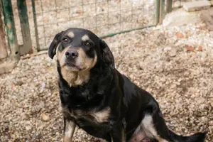 *JAX* - leider mit Allergieempfindlichkeit. Daher ist der Tierheimaufenthalt für ihn etwas schwierig