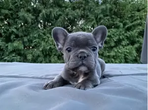 Traumhafteee Französische Bulldogge Welpen!!