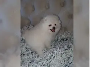 Typvolle Zwergspitz Pomeranian Welpen mit Papieren!!