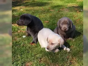 Wunderschönee Typvollee Labrador Welpen!!