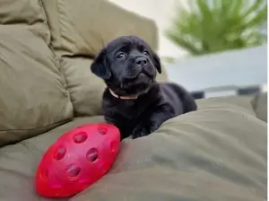 Labrador Retriever welpen!!