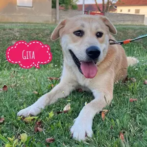 Gita, junges und wunderhübsches Akita Mischlings Hundemädchen