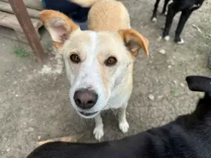 Elfie H ca. 47 cm   hübsche Blondine