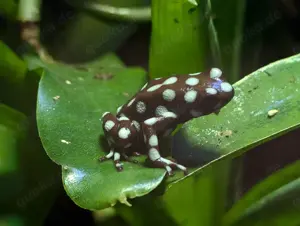 Maranon-Bausteiger   Excidobates mysteriosus (Pfeilgiftfrösche   Dendrobaten)