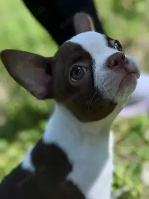 Boston Terrier Welpen mit Näschen ( Ahnentafel ) 