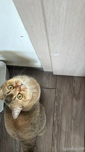 Deckkater BKH "PATİ" gesund,geimpft (Kein Verkauf) Bild 9