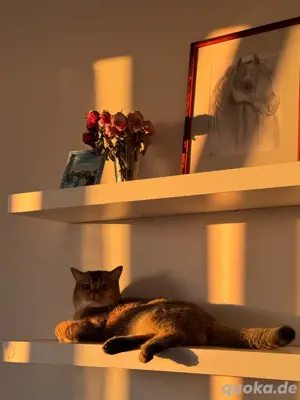 Deckkater BKH "PATİ" gesund,geimpft (Kein Verkauf) Bild 8