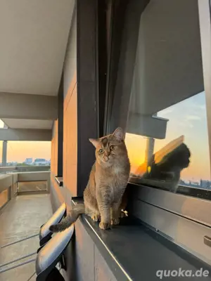 Deckkater BKH "PATİ" gesund,geimpft (Kein Verkauf) Bild 10