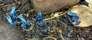 Dendrobates tinctorius 'azureus'  (Pfeilgiftfrösche - Dendrobaten) Bild 2