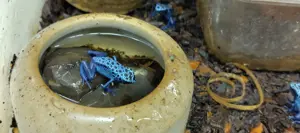 Dendrobates tinctorius 'azureus'  (Pfeilgiftfrösche - Dendrobaten) Bild 3