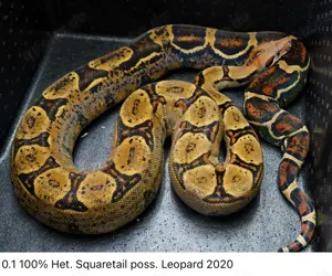 0.1 100% Het. Squaretail poss. Het. Leopard ( Boa Imperator Constrictor ) 2020