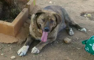 Mischlingsrüde Leon sucht Zuhause