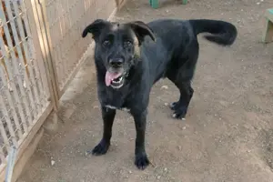 Mischlingsrüde Lamek sucht Zuhause