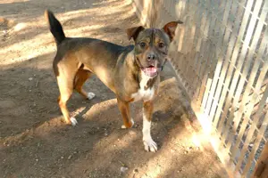 Mischlingsrüde Sansonse sucht Zuhause