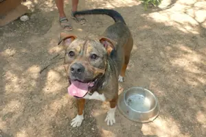 Mischlingsrüde Sansone sucht sein Zuhause