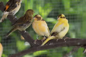 Verkaufe junge Kanarien aus eigener Zucht mit Bringdienst