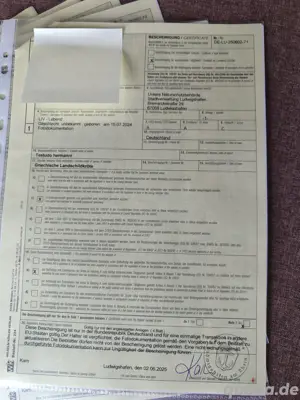 Griechische landschildkröten Testudo hermanni 