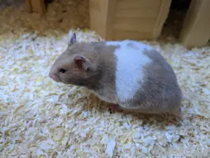 Goldhamster Nachwuchs abzugeben Bild 3