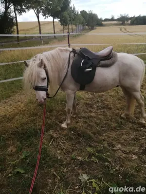 Pony Hengst abzugeben  Bild 3