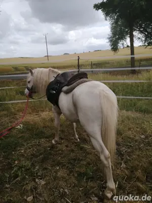 Pony Hengst abzugeben  Bild 6