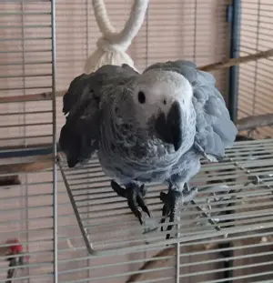 Verkaufe Junge Graupapageidame 