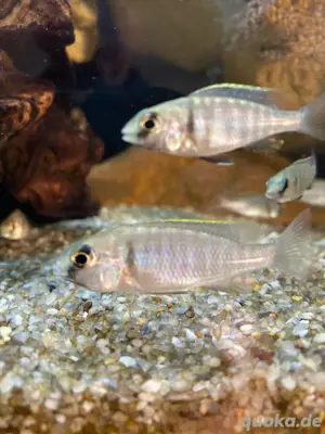 Placidocromis Electra Likoma Bild 4