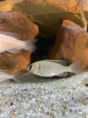 Placidocromis Electra Likoma Bild 2