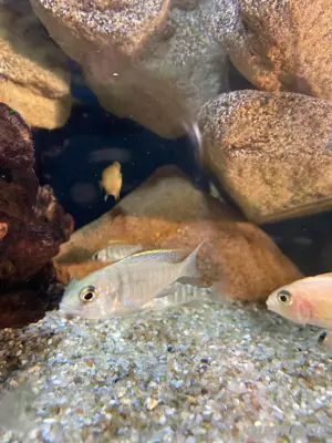 Placidocromis Electra Likoma Bild 5