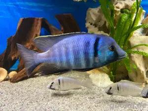 Placidocromis Electra Likoma