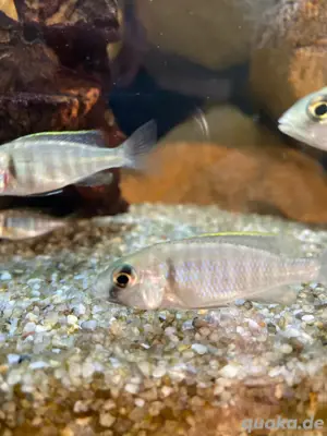 Placidocromis Electra Likoma Bild 3