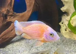 Aulonocara Firefish   Fire Ice Blue  Bild 2