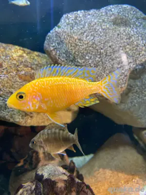 Aulonocara Firefish   Fire Ice Blue  Bild 5