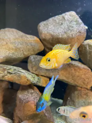 Aulonocara Firefish   Fire Ice Blue  Bild 4