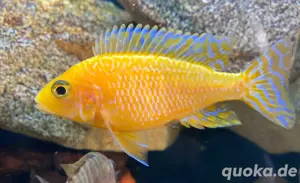 Aulonocara Firefish   Fire Ice Blue  Bild 3