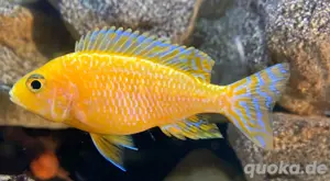 Aulonocara Firefish   Fire Ice Blue 