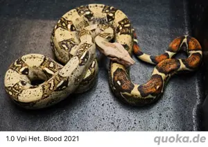 1.0 Vpi Albino 100% Het. Blood ( Boa Constrictor Imperator ) 2021