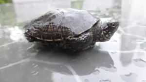 Europäische Sumpfschildkröten