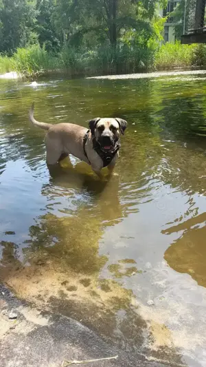 Presa Canario Welpen 