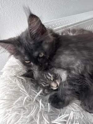 Maine Coon Kitten reinrassig Last minute