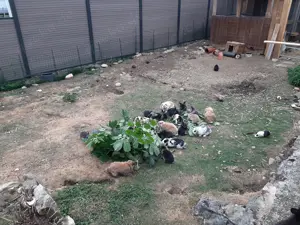 Zwergwidder * Partnertier  Bild 4