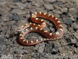 Toffee Blood Pied, Blood Pied