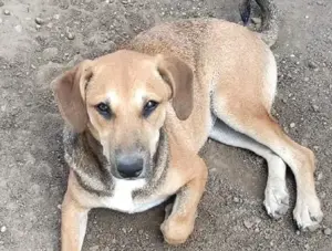 Kessy sucht ihr neues Zuhause