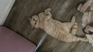 Reinrassige Bkh bärchen Creme beige tabby 