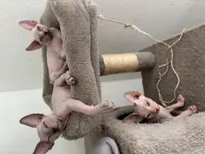 Sphynx Baby  Katzen suß
