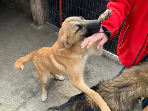 Hier kommt die tolle Rena! Bild 2